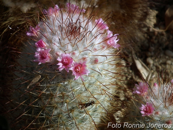 mammillaria bombycina